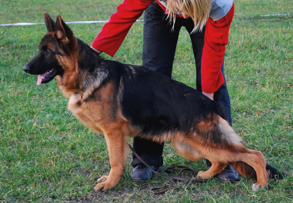 Nimbo von Haus Torch